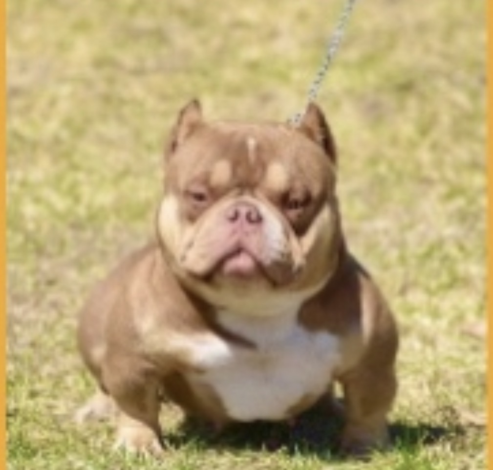 Dog Featured Image
