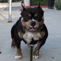MEATHEADS CLEO