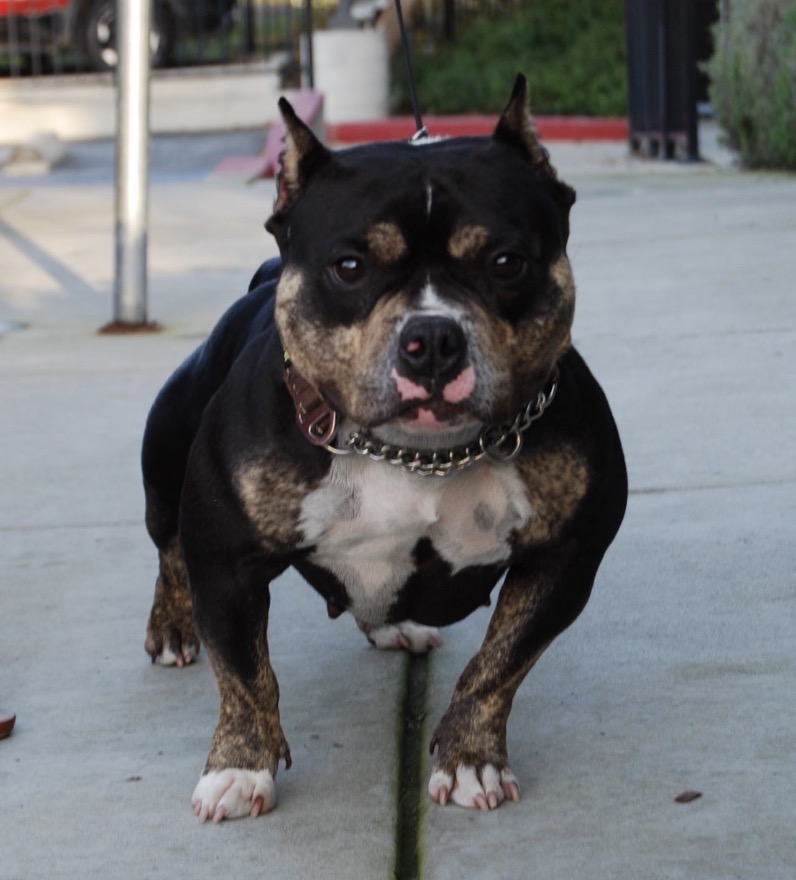 Dog Featured Image