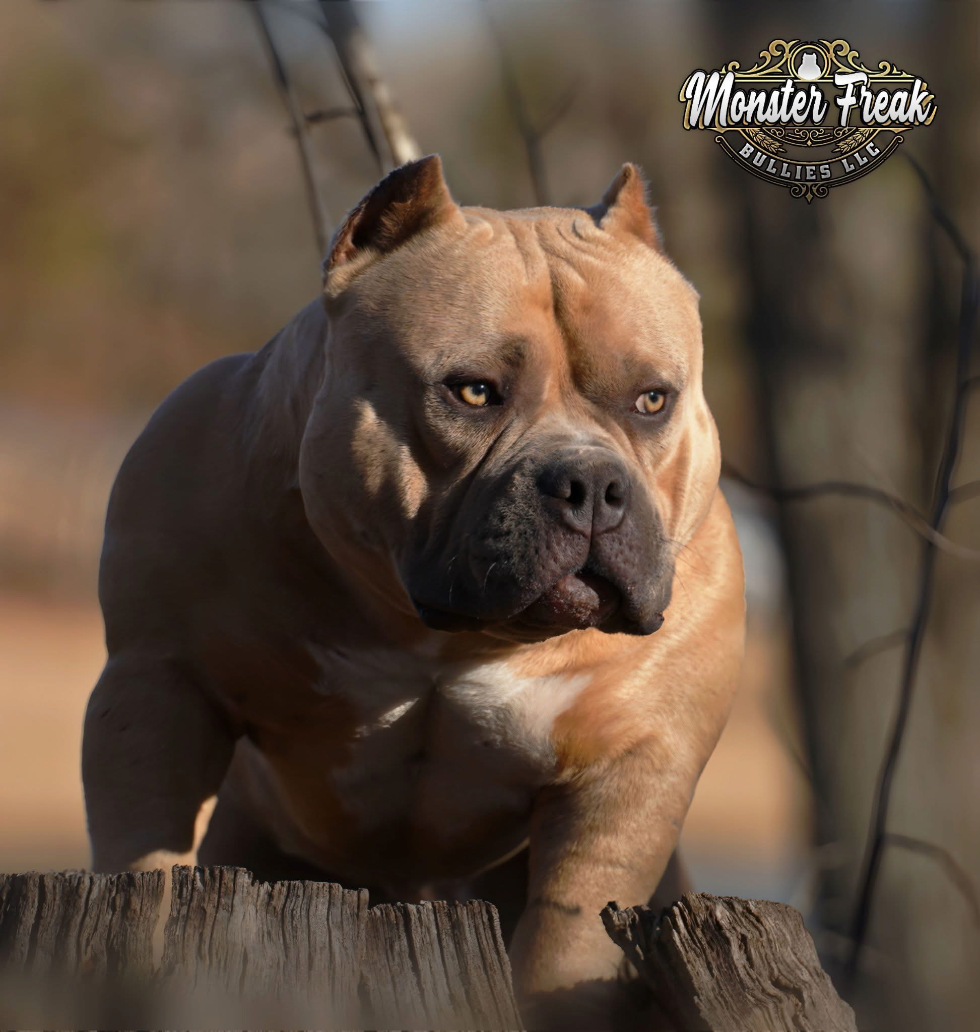 Dog Featured Image
