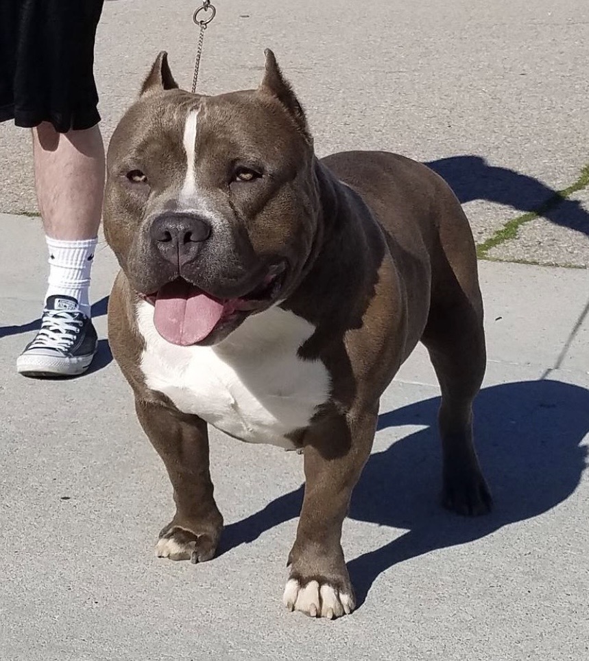 Dog Featured Image