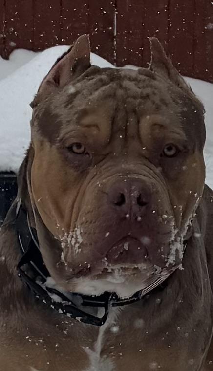 Dog Featured Image