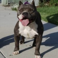 BLUE OAKS LIL BELLA