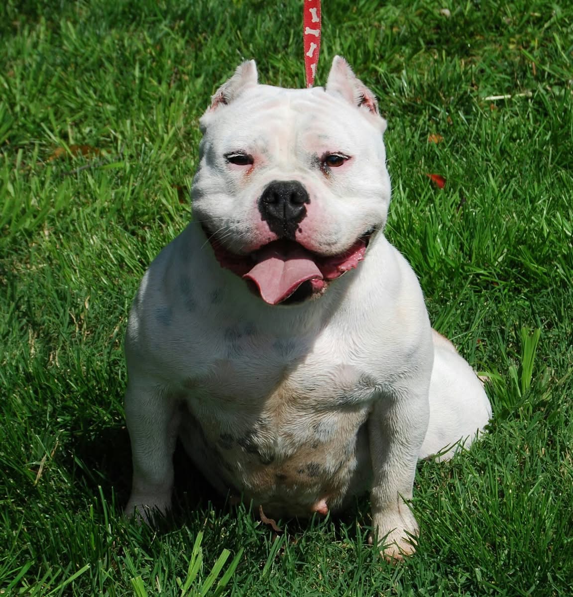 Dog Featured Image