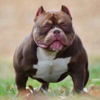 PHOKING STYLE BIG RED