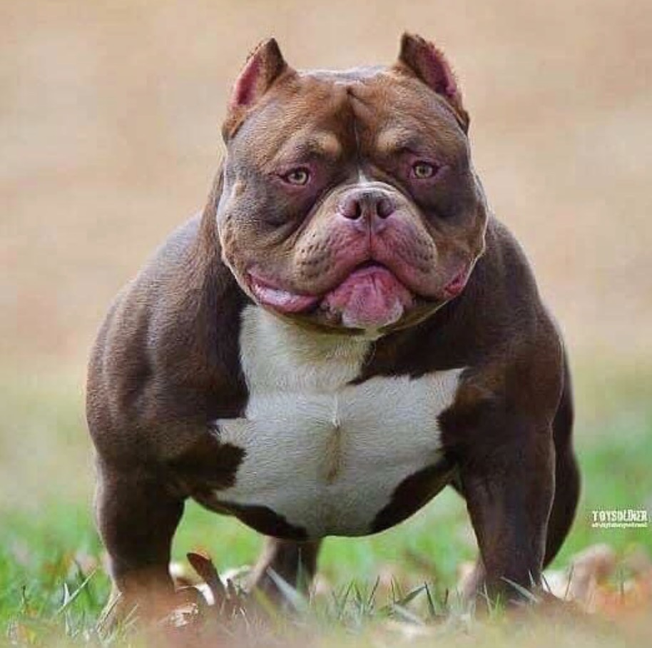 Dog Featured Image