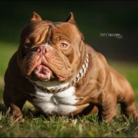 SMALLVILLE BULLIES DIZZY DEVIL