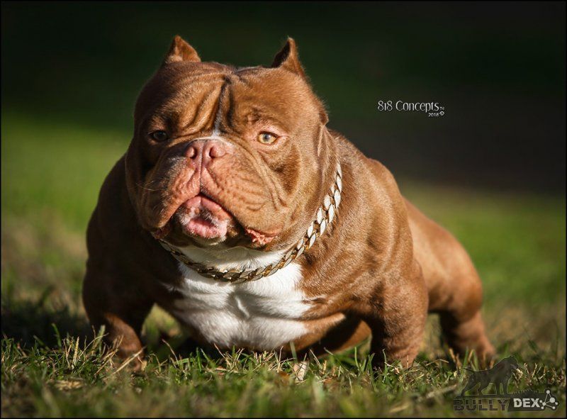 Dog Featured Image