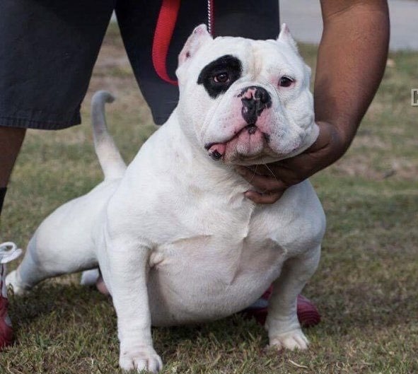 Dog Featured Image