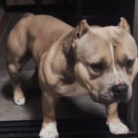 BANDO BULLIES PRETTY BOY FAMOUS