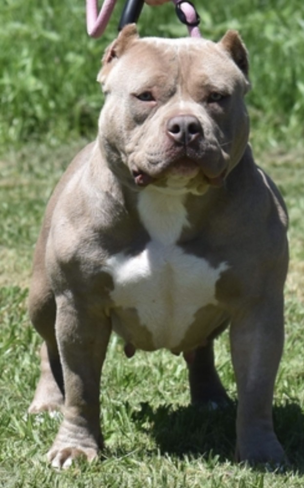Dog Featured Image