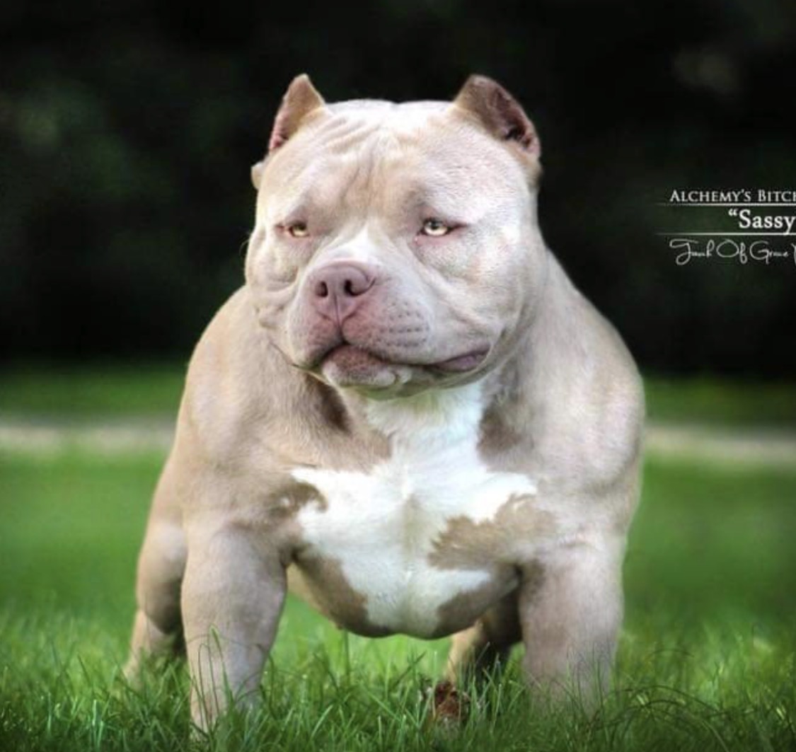 Dog Featured Image