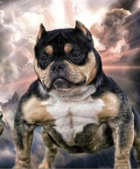 Dog Featured Image