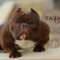 TBC FRESNO TAZMANIA DEVIL*