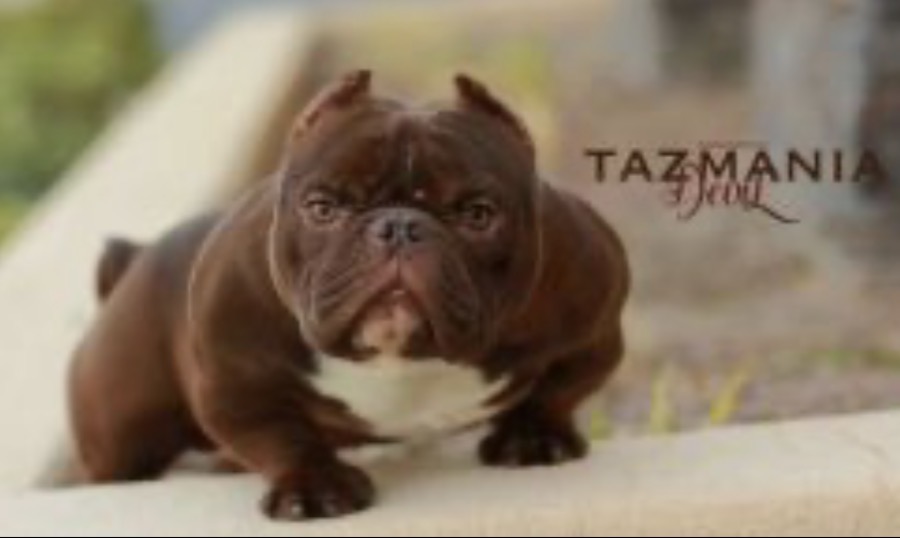Dog Featured Image