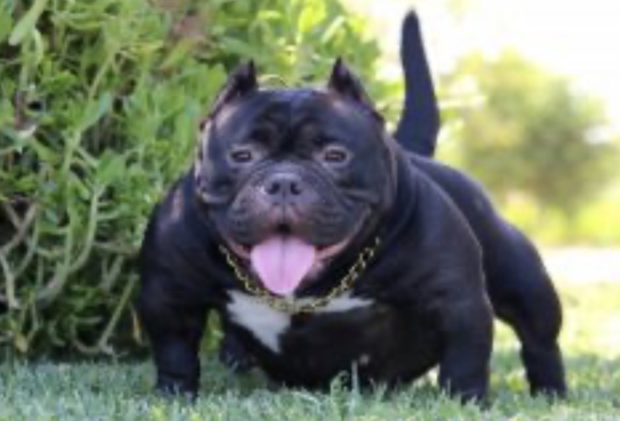Dog Featured Image