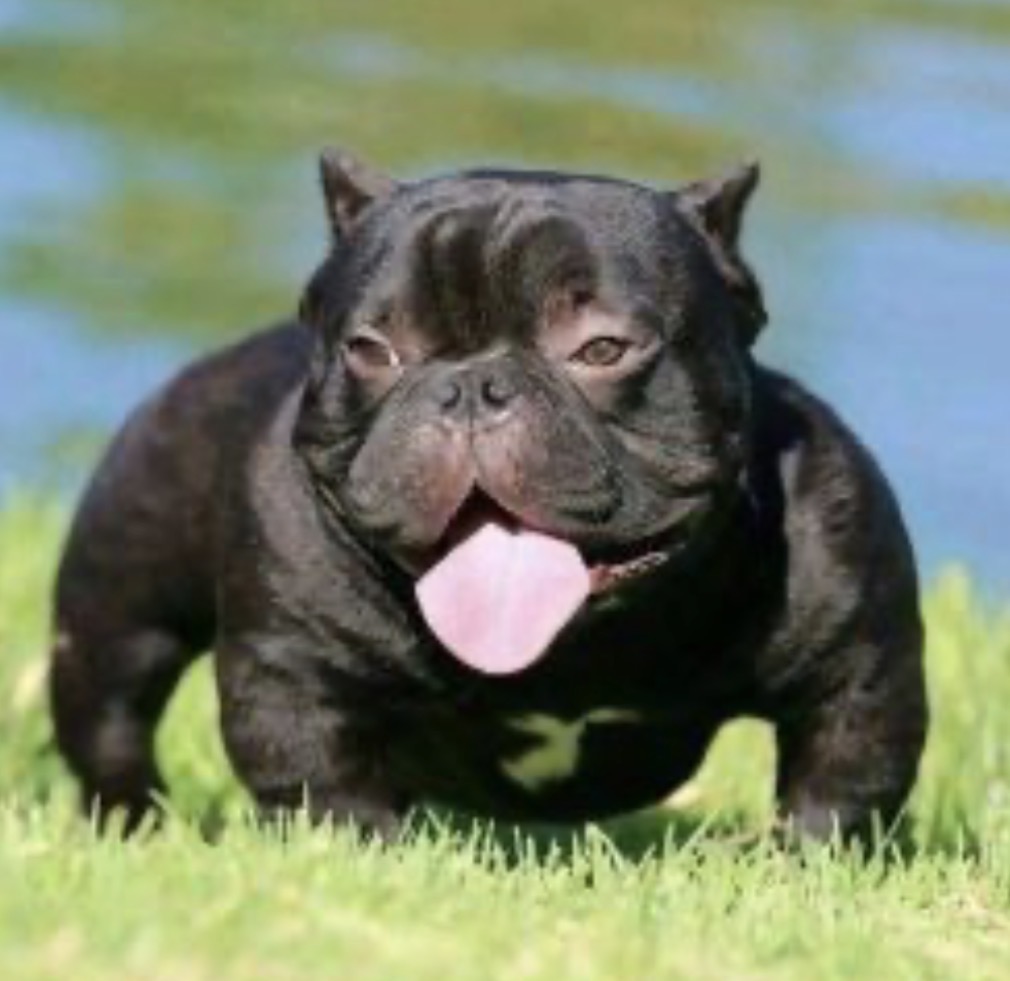 Dog Featured Image