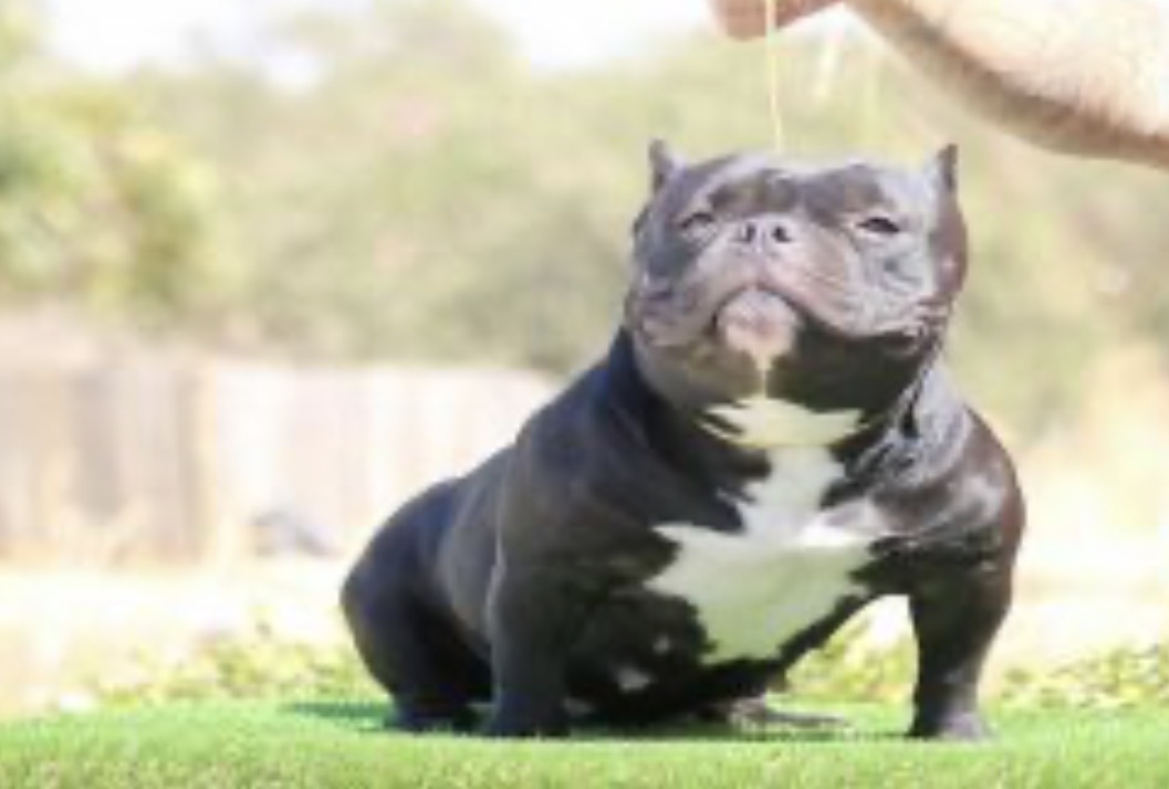 Dog Featured Image