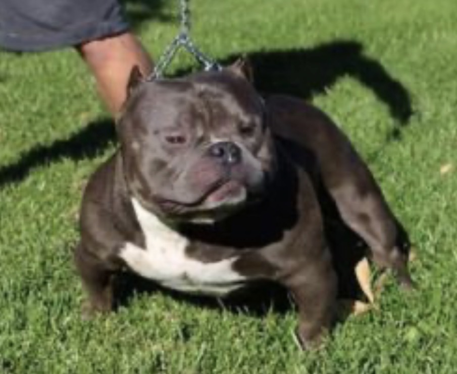 Dog Featured Image