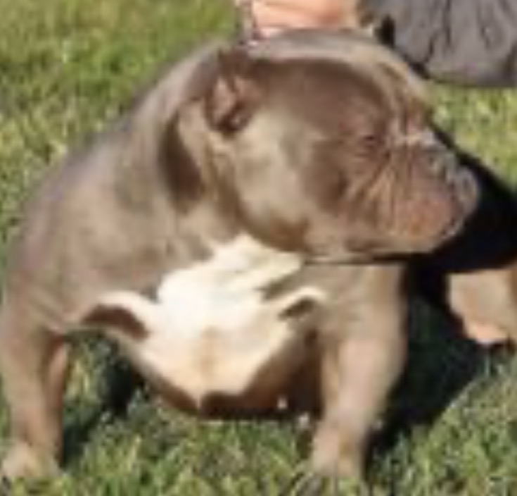 Dog Featured Image