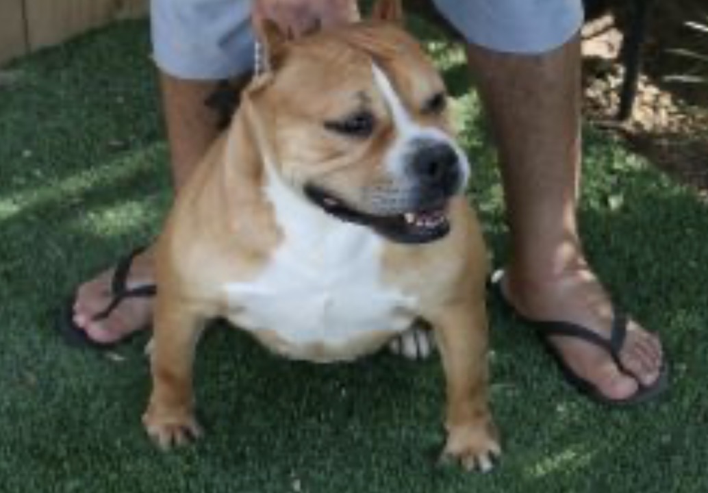 Dog Featured Image