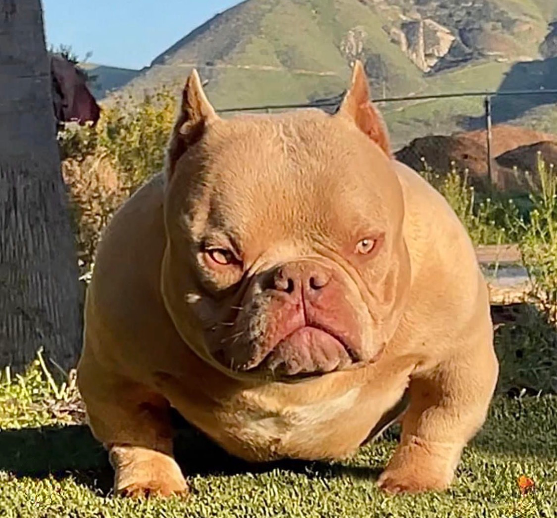 Dog Featured Image