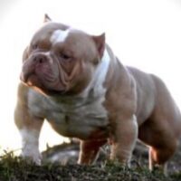 SSS BULLIES MAGNUM