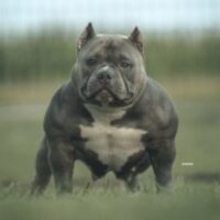 SSS BULLIES MY BFF