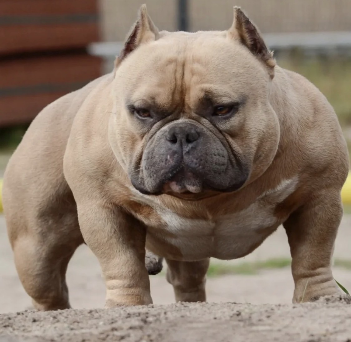 Dog Featured Image