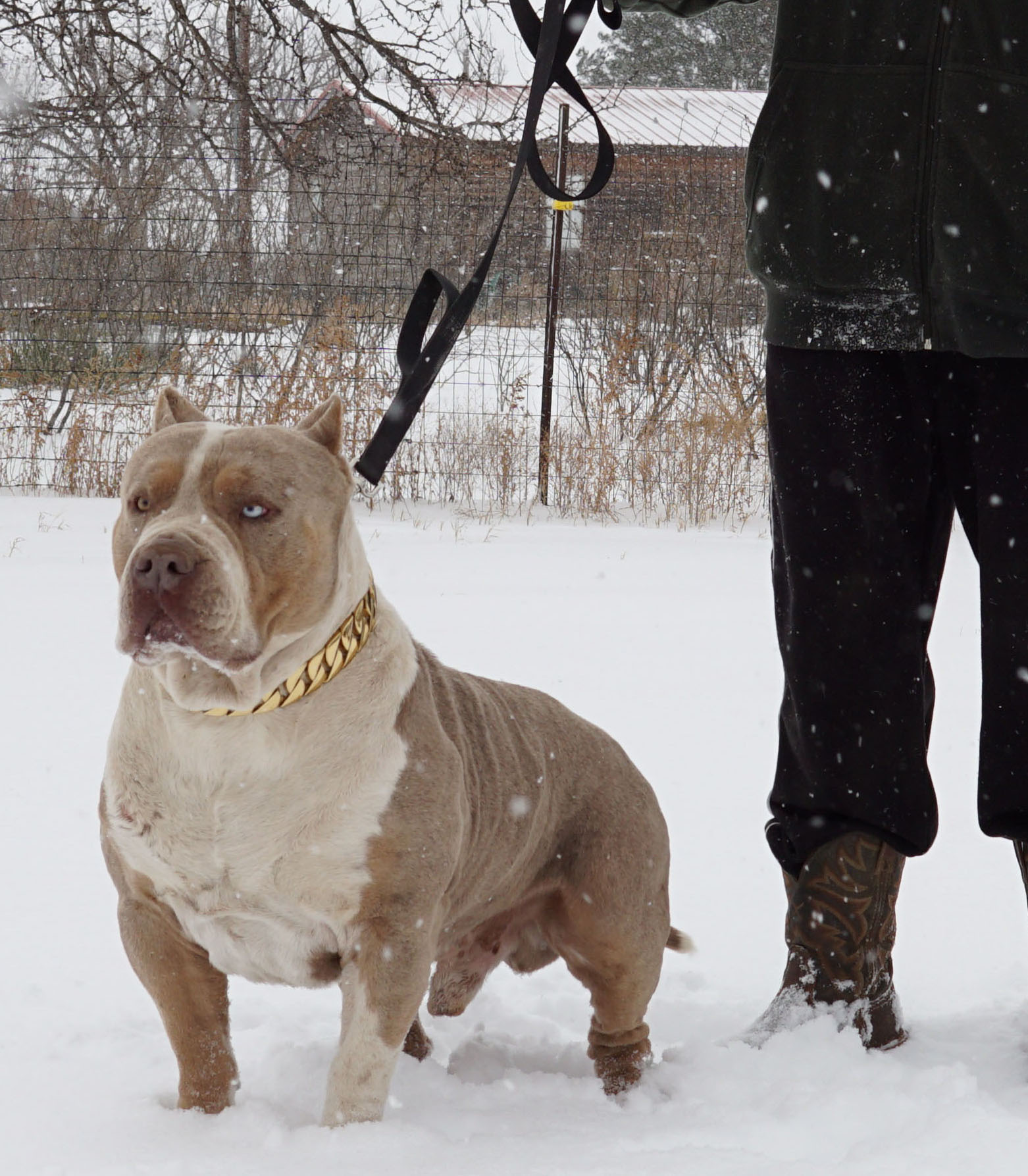 Dog Featured Image