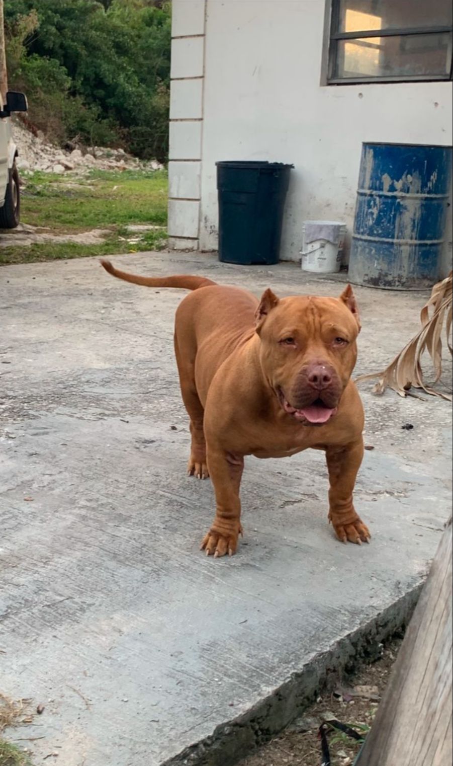 Dog Featured Image