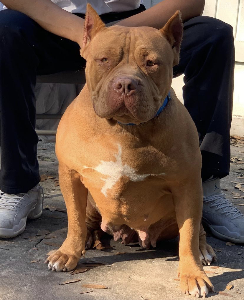 Dog Featured Image