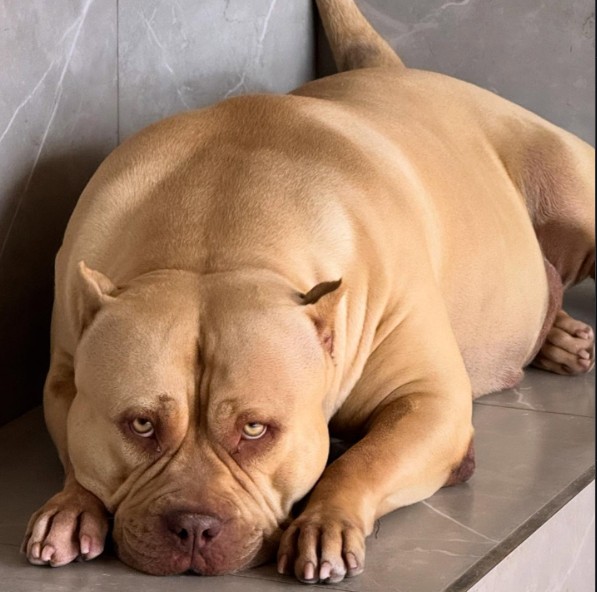Dog Featured Image