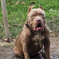 Leveled Up Bullies’ Louie