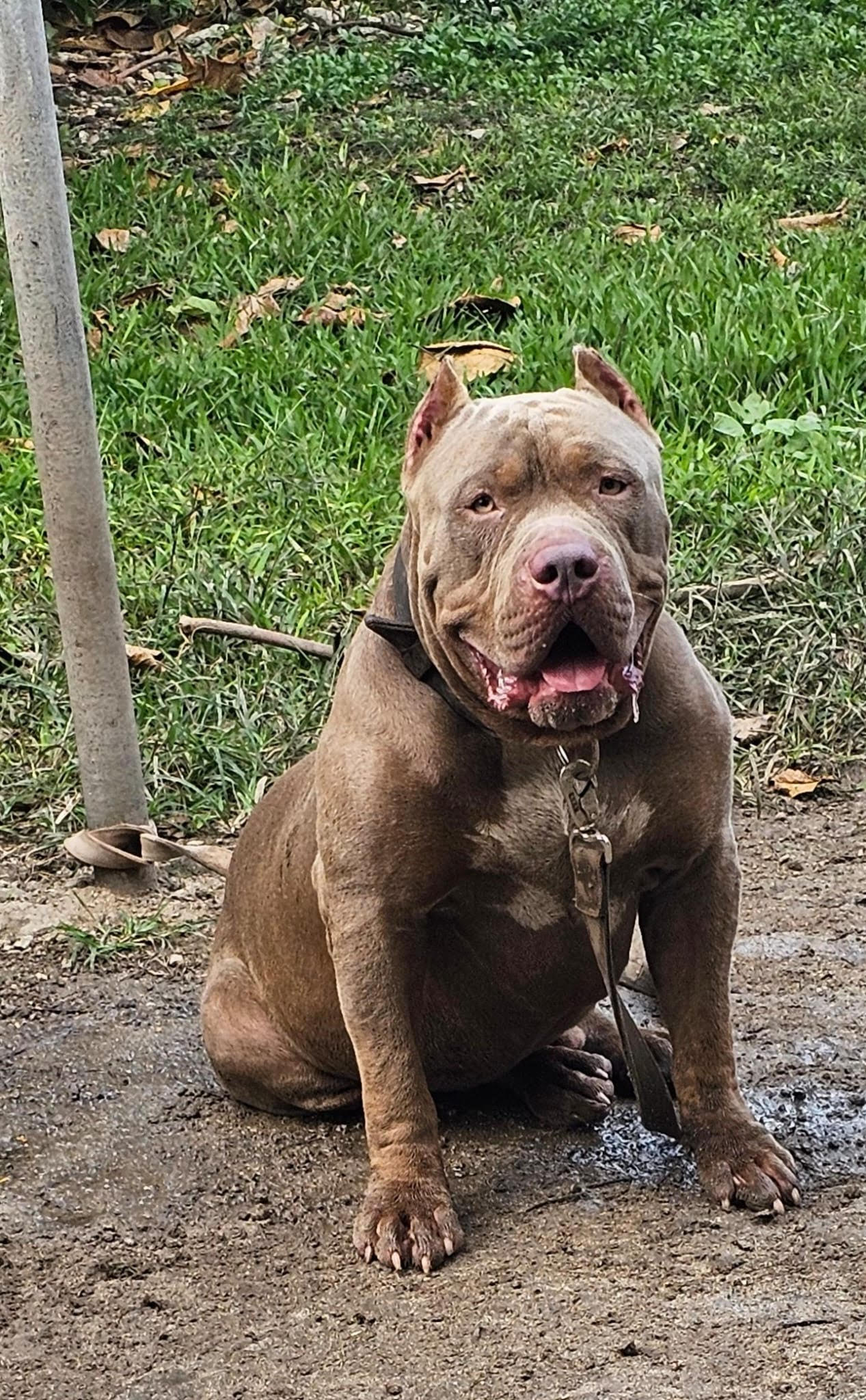 Dog Featured Image