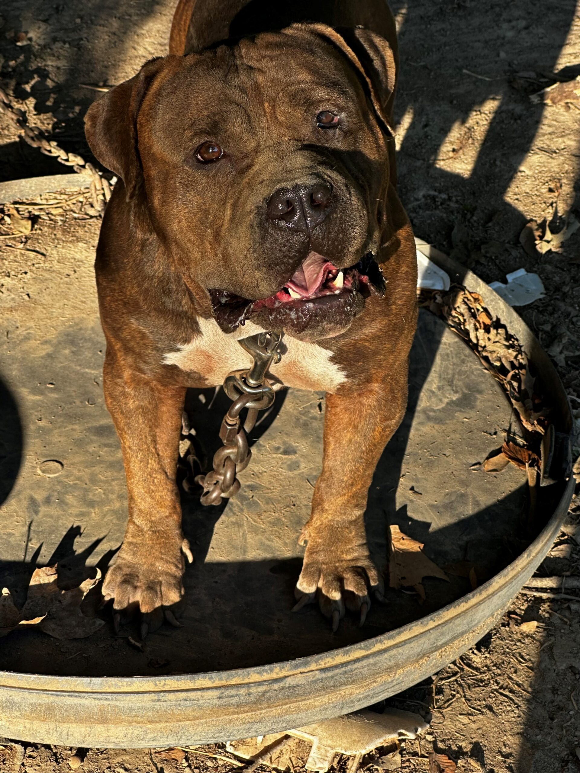 Dog Featured Image
