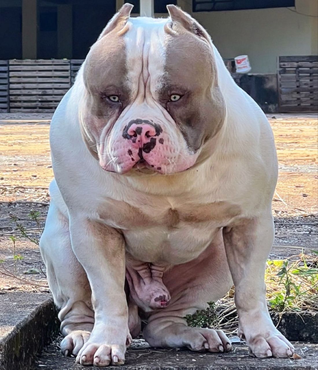 Dog Featured Image