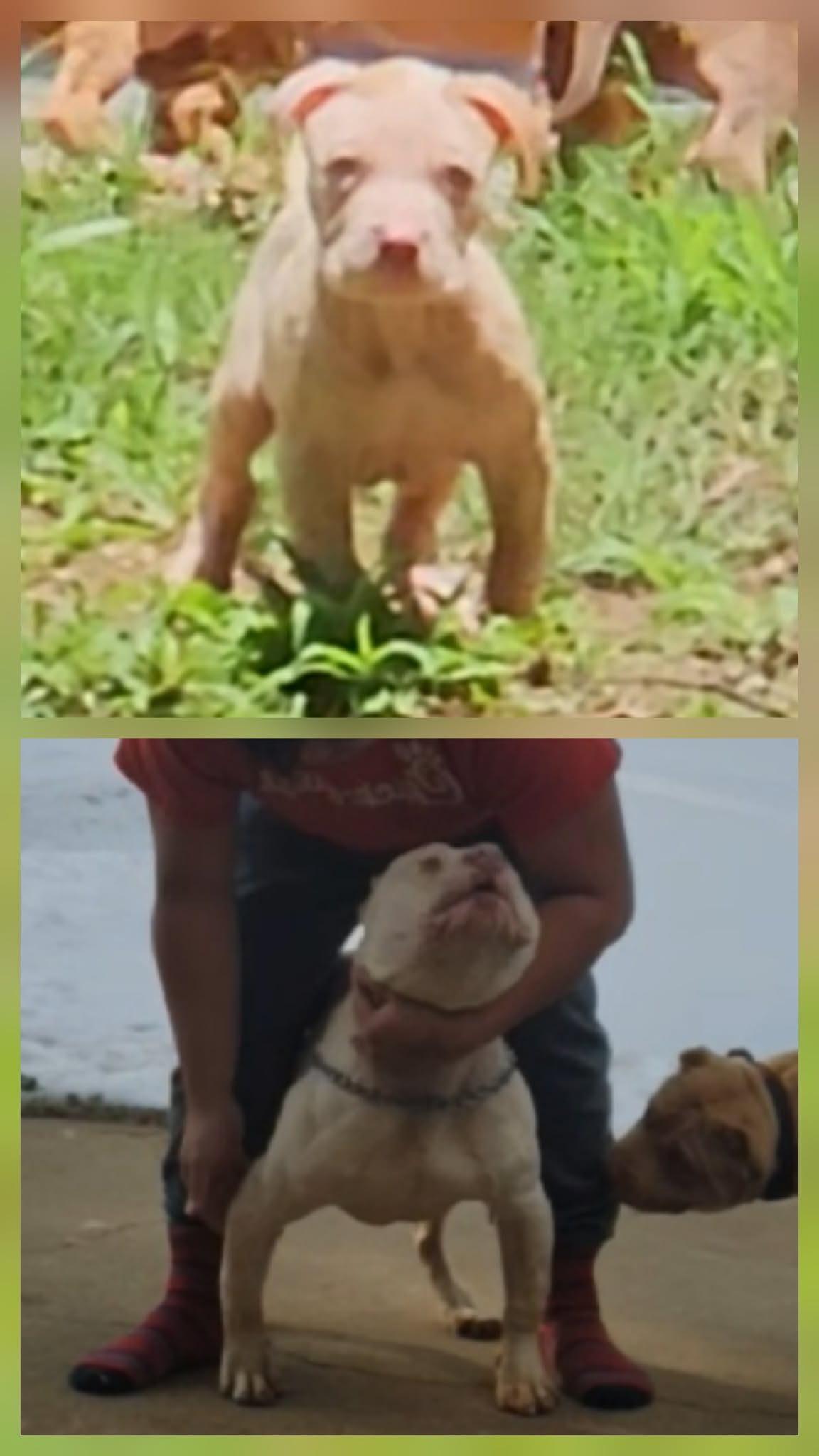 Dog Featured Image
