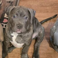 ASSASSINZ BULLIEZ’ “BOGEY”