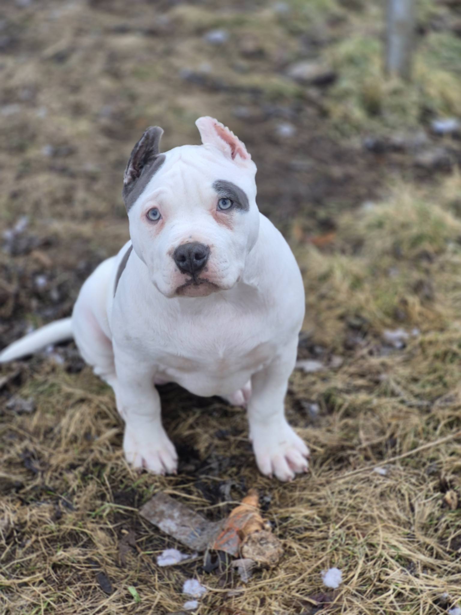 Dog Featured Image