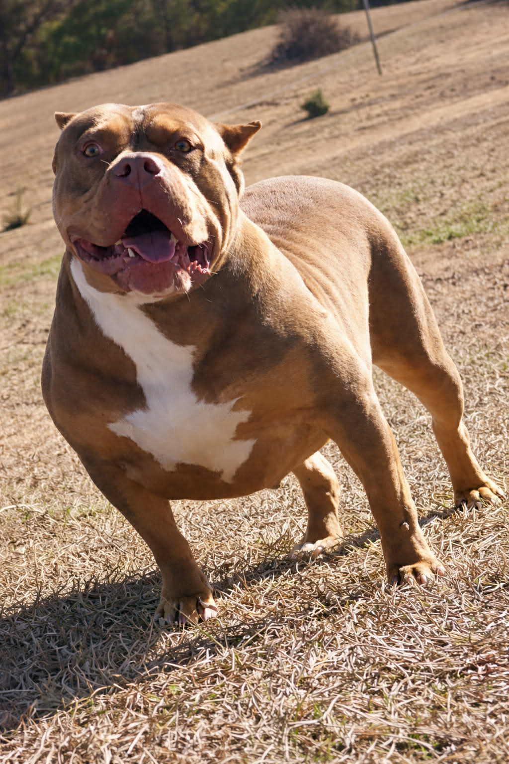 Dog Featured Image