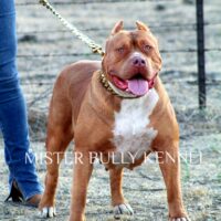 YUCKLES YUCK ELENA of MISTER BULLY KENNEL