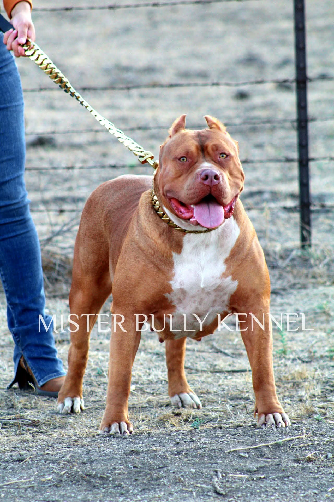 Dog Featured Image