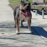 Top Rank Bullies Magnum