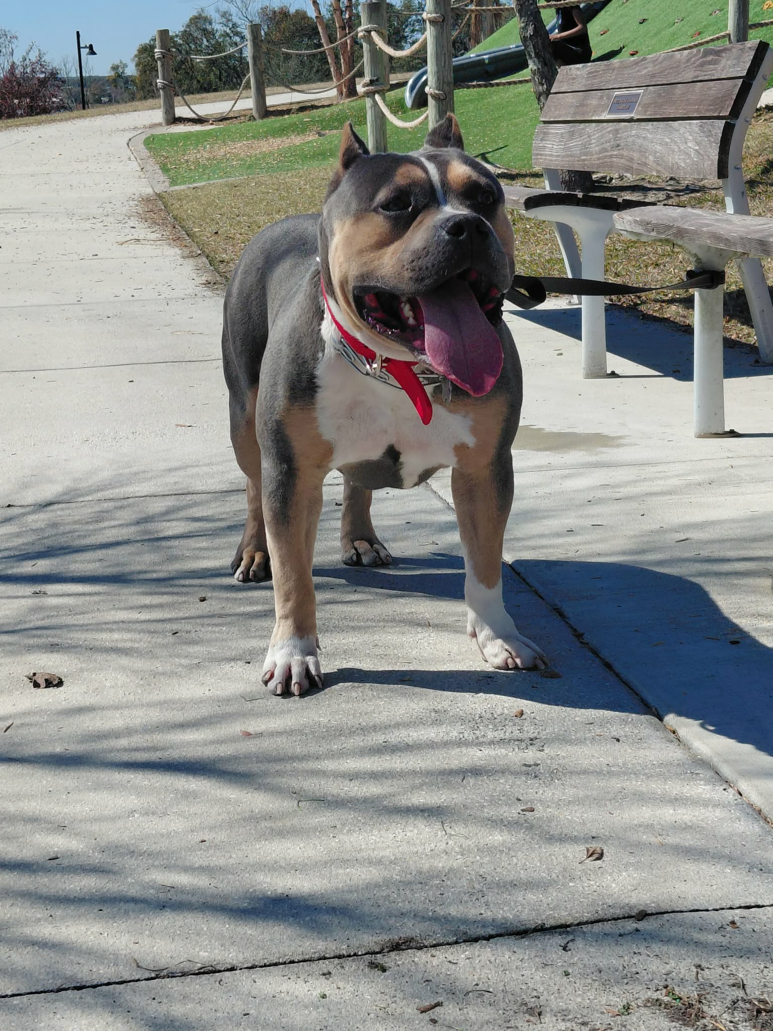 Dog Featured Image