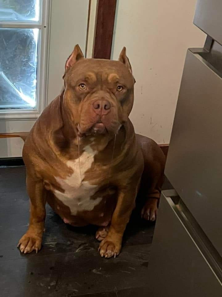 Dog Featured Image
