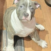 ASSASSINZ BULLIEZ’ “BUGSY”
