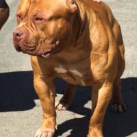ITKF BULLS NEW KAHN ITK