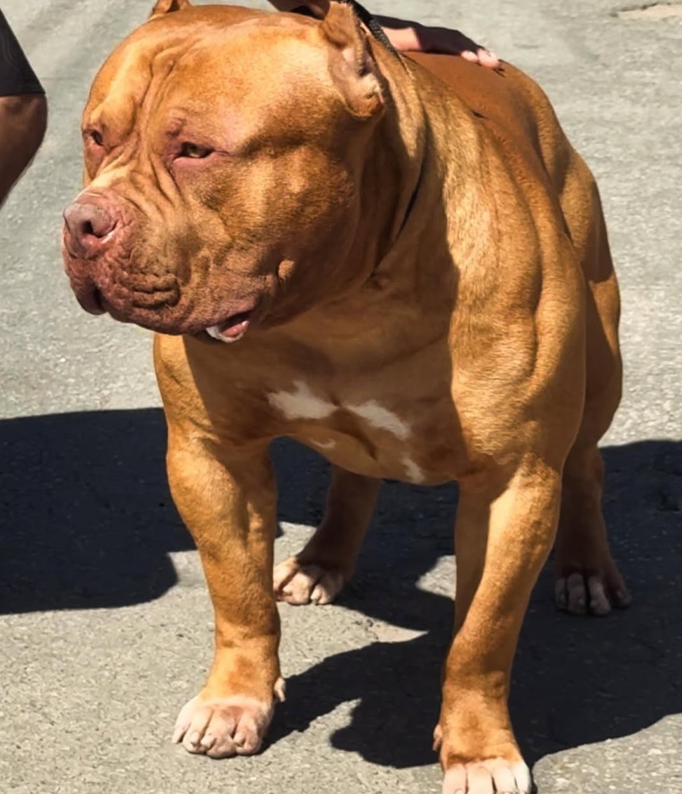 Dog Featured Image