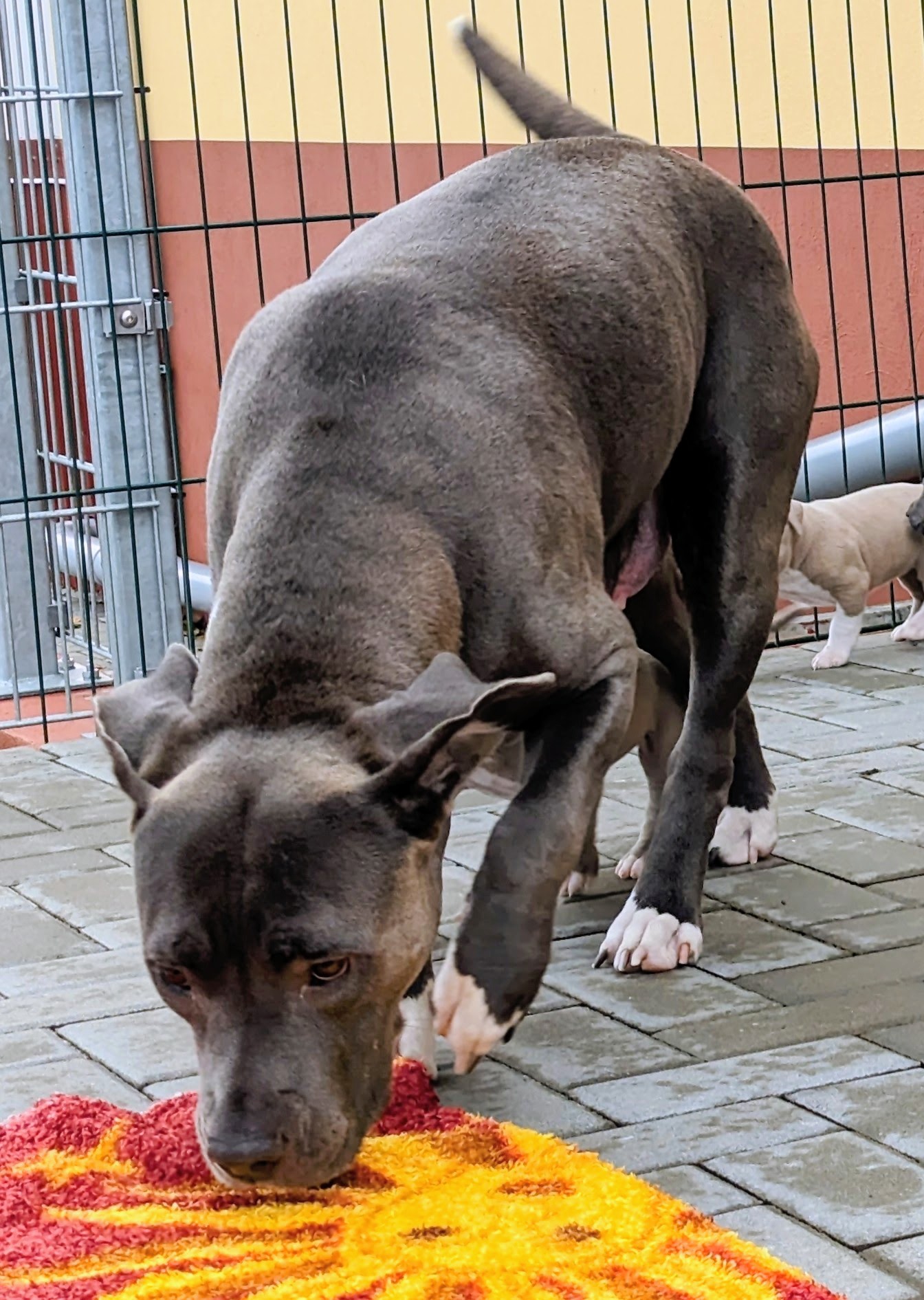 Dog Featured Image